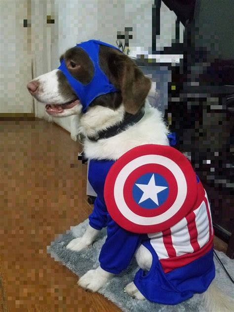 Pin De Max Labradinger Rc En Captain America Dog Costume