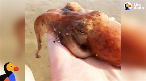 Tiny Octopus Thanks Rescuer With A Ink Goodbye Other Amazing Sea