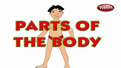 parts   body learn english basics  kids english grammar