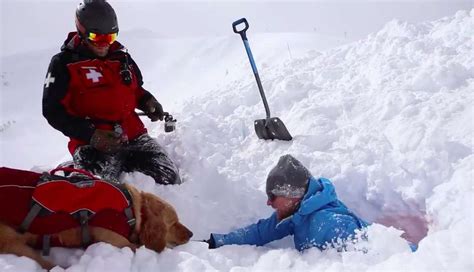 Dog Pokes His Head Through Snow To Save People From Avalanche The Dodo