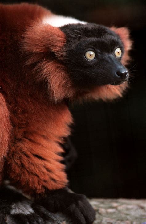 Red Ruffed Lemur Животные зоопарка Редкие животные Фотографии животных