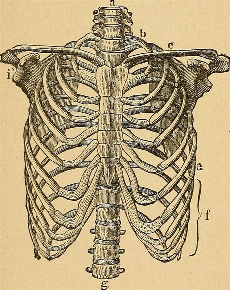 Human Rib Cage Drawing By Fl Collection