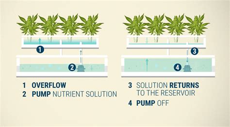 Hydroponics Cannabis Growing Guide Rqs Blog