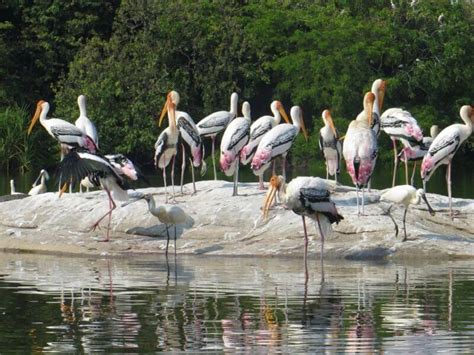 Top 10 Bird Sanctuaries Of Karnataka That You Should Not Miss