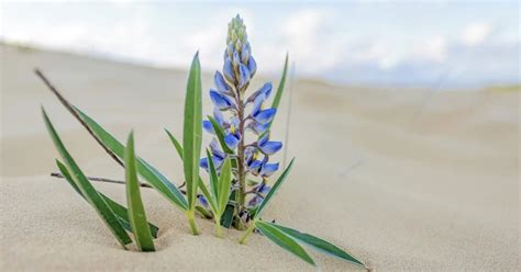 What Plants Grow In Beach Sand Alt Gov