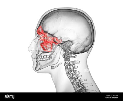 Sphenoid Sinus Hi Res Stock Photography And Images Alamy
