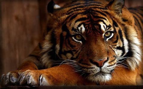 обои Животные Тигр Дикая природа мех Большие кошки Зоопарк