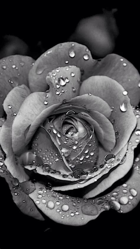 Grayscale Dew Rose Flower Macro Iphone 6 Plus Wallpaper Black