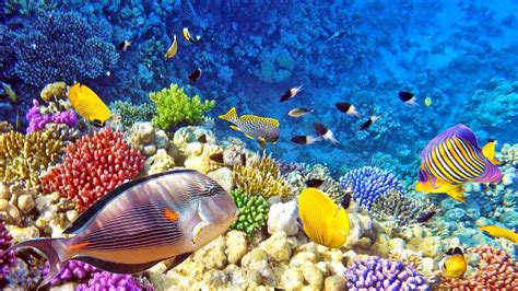 pemandangan alam bawah laut foto dunia alam semesta indonesia riset