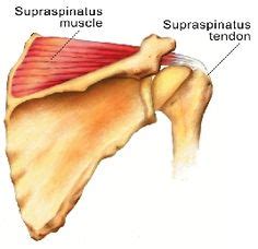 After passing over the glenohumeral joint it inserts onto. Muscle of the Week: Supraspinatus - Metropolitan Physical ...