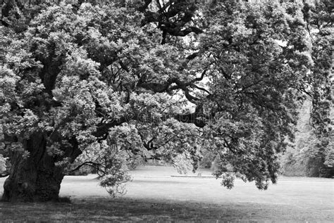 Black And White Big Lonely Oak Tree Stock Photo Image Of Path Stem