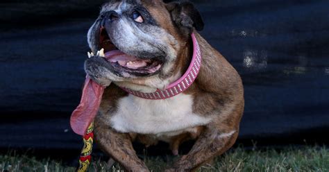 English Bulldog Called Zsa Zsa With Shower Of Slobber Named The World