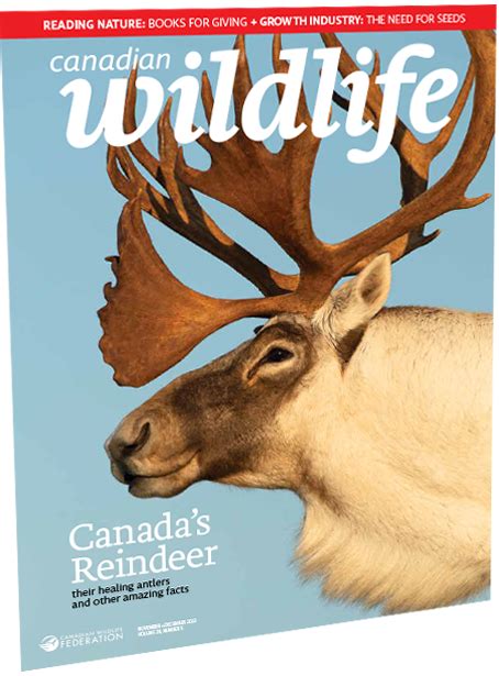 Canadian Wildlife Federation Your Connection With Wildlife