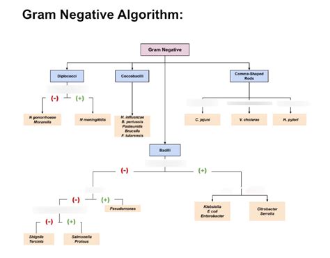 Gram Negative Unknown Flow Chart