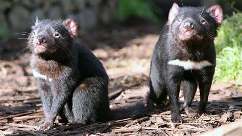 Tasmanian Devils Reintroduced Into Australian Wild Bbc News