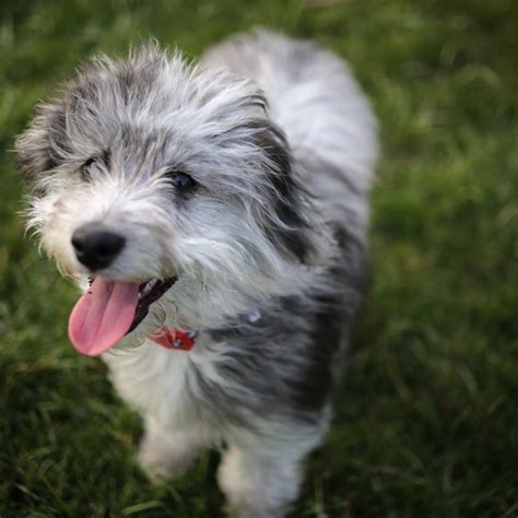 Australian Shepherd Poodle Mix Aussiedoodle Breed Guide And Overview