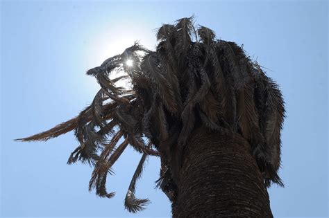 La canícula, también conocida como veranillo, es una especie de sequía; ¿Qué es la Canícula?, El Siglo de Torreón