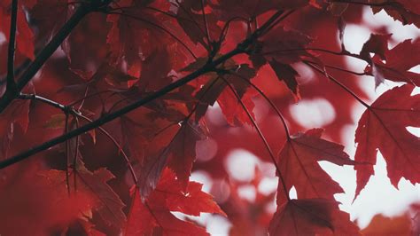 Download Wallpaper 1600x900 Leaves Autumn Red Blur Widescreen 169