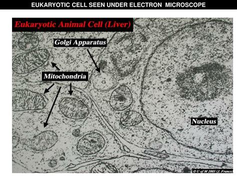 Diagram Of Animal Cell Under Electron Microscope Labeled Functions