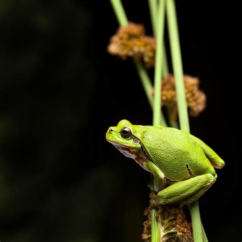 Tree Frog Crawling Photograph By Dirk Ercken