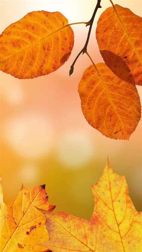 Autumn Wallpaper Background For A Cozy And Warm Feel