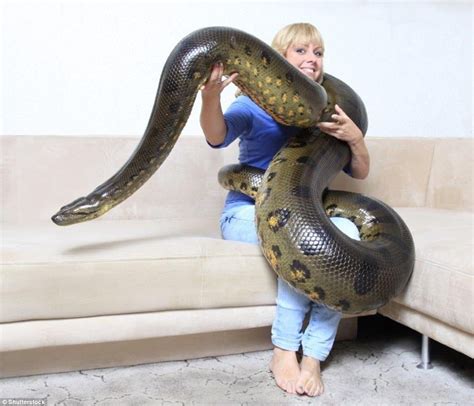 A Woman Poses With A Giant Anaconda For A Stock Photography Shot The Species Of Snake Has Been