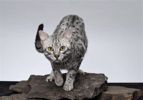 Can Domestic Cats Breed With Bobcats Unianimal