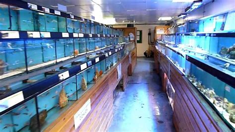 Southampton Maidenhead Aquatics Fish Store Youtube
