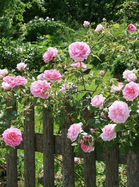 Reasons We Love Summer Pink Garden Dream Garden Flower Garden