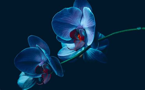 Download Nature Orchid Hd Wallpaper