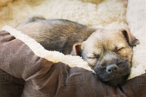 Close Up Sleeping Puppy Dog In Dog Bed Stock Photo Dissolve