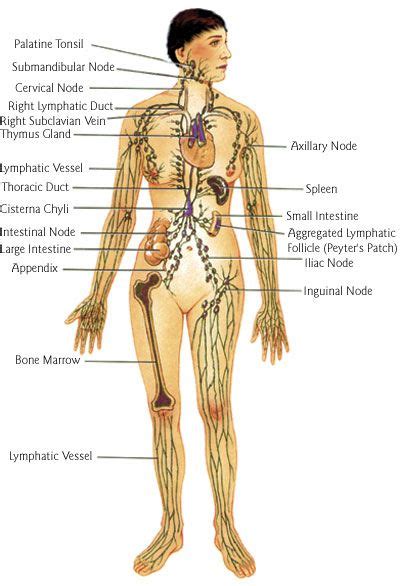 Lymphatic System Circulatory System Lymphatic System Cupping Therapy