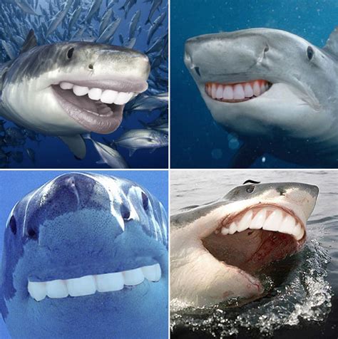 Sharks With Human Teeth Because Why Not 22 Pics