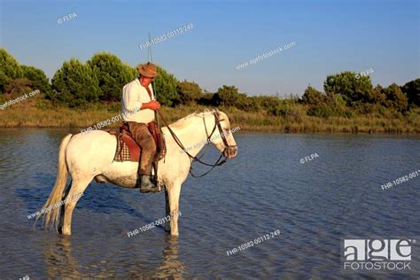 Camargue Horse Stallion With Mounted Gardian Standing In Wetland