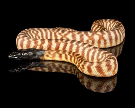 Available Black Headed Pythons — Zion Hill Exotics