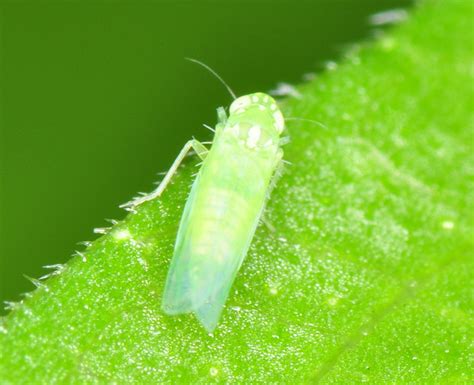 Little Green Flying Bug Leaf Hopper Flickr Photo Sharing