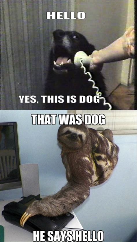 8 best Hello. Yes, this is Dog. images on Pinterest | Funniest pictures