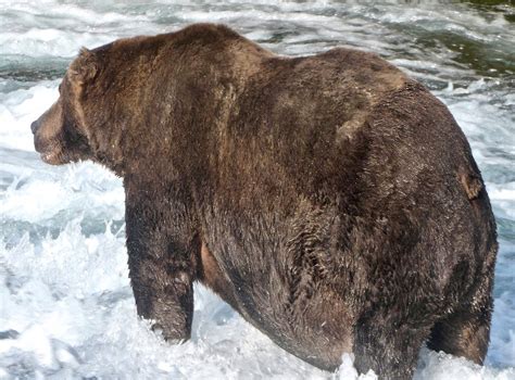 Grizzly Weighing As Much As Eight Men Crowned Alaskas Fattest Bear