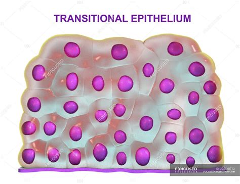 Transitional Epithelium In Urinary Bladder Digital Illustration