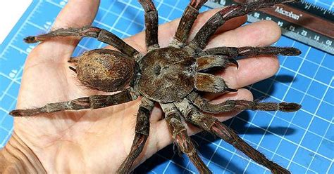 The South American Goliath Birdeater Imgur