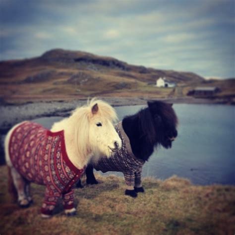 Shetland Ponies Wearing Cardigans Amazing Stacy