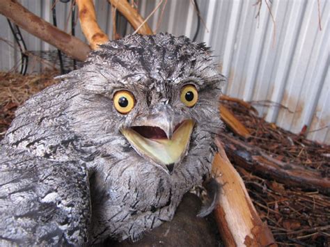 Owls That Accidentally Saw You Naked