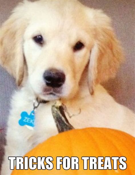 Tricks For Treats Cute Funny Dogs Funny Dog Memes Funny Dogs
