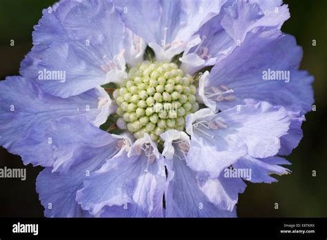 Scabiosa Caucasian Pincushion Flower Close Up Uk Stock Photo Alamy
