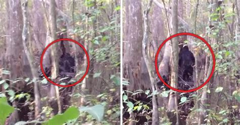 Bizarre Footage Of Black Figure In Forest Dubbed ‘best Ever Bigfoot
