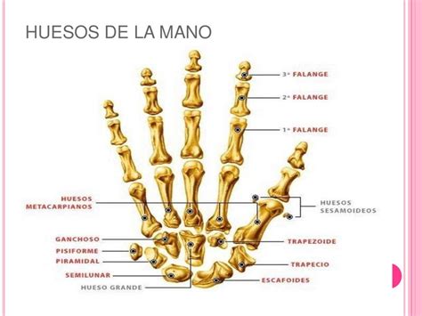 Anatomia Resumen Huesos De La Mano Y Del Pie