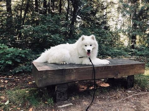 Our professional dog trainers offer behavior modification, training camps, private lesson. Snohomish Dog Boarding For Mill Creek, Everett and Lake ...