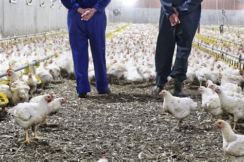 Human Activity Highlighted In The Spread Of Bird Flu Across Europe Poultry World