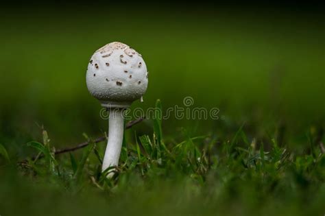 White Mushroom In Green Grass Stock Photo Image Of Farm White 59993778