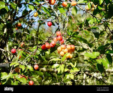 Prunus Umbellata Hi Res Stock Photography And Images Alamy